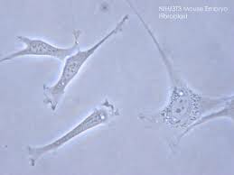 Microfluidic bubbles Cell culture