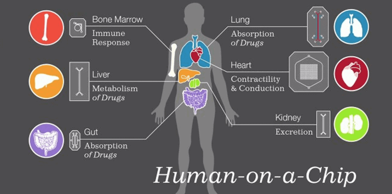 human on chips body on chips organs on chips microfluidics5
