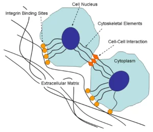 cells interaction in 3D cell culture