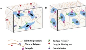 Synthetic and natural hydrogel scaffolds