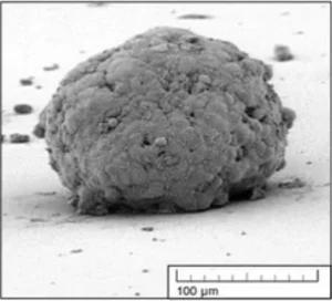 SEM image of 3D cell culture