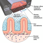 Gut on a chip organs on chips review