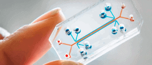 Organs on chips 700x300